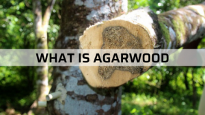 What Is Agarwood