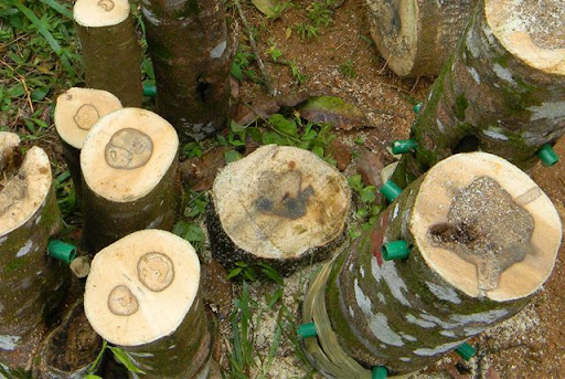 People Looking For Agarwood Have To Go Through Many Challenges Of Mother Nature, Thousands Of Rivers And Mountains, Deep Forests, And Very Unpredictable Poison Water