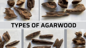 Types Of Agarwood