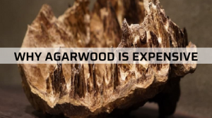 Why Agarwood Is Expensive
