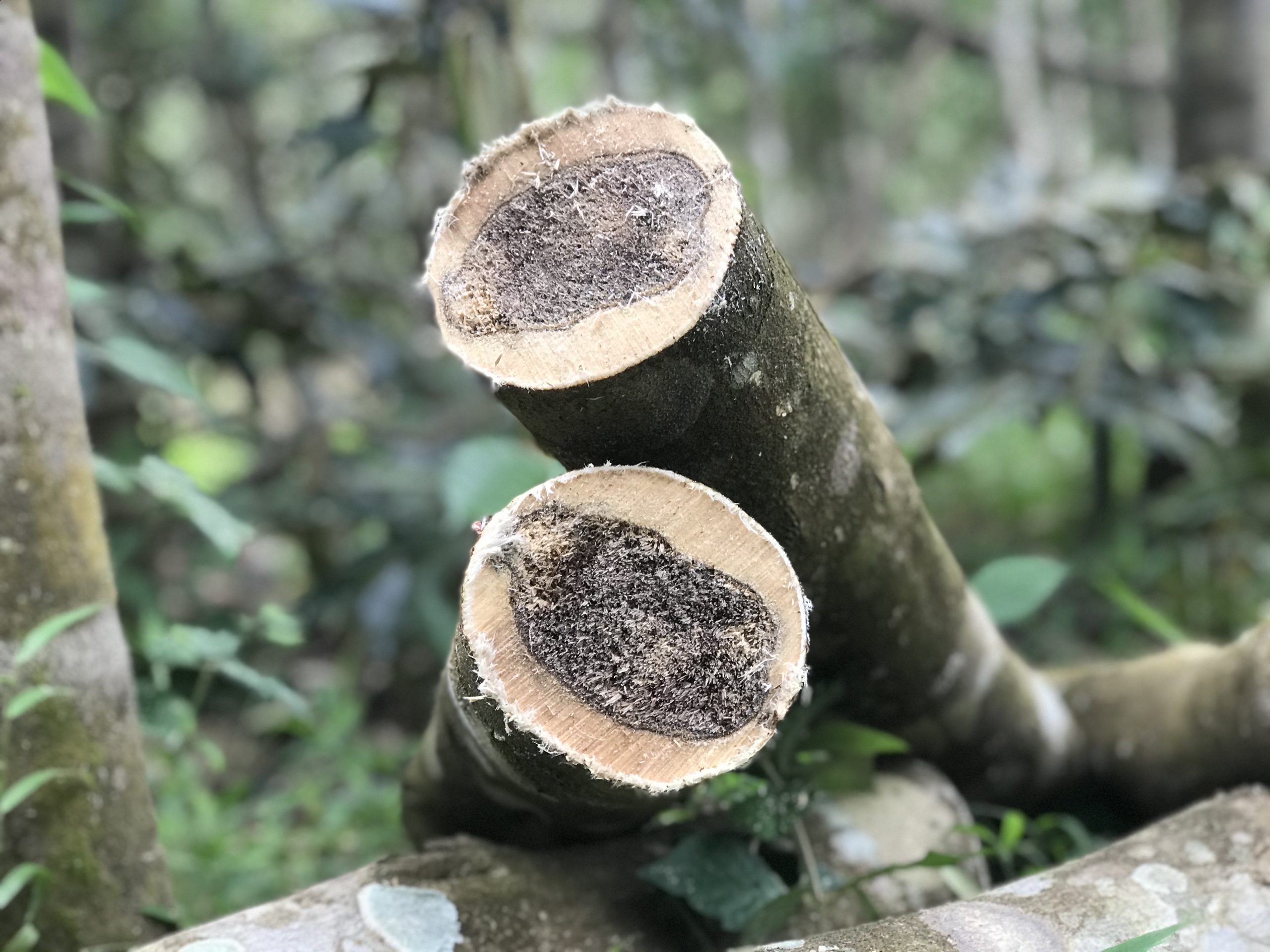 It Takes A Long Time To Create Agarwood In A Natural Way So It Somehow Explains Why Agarwood Is Expensive