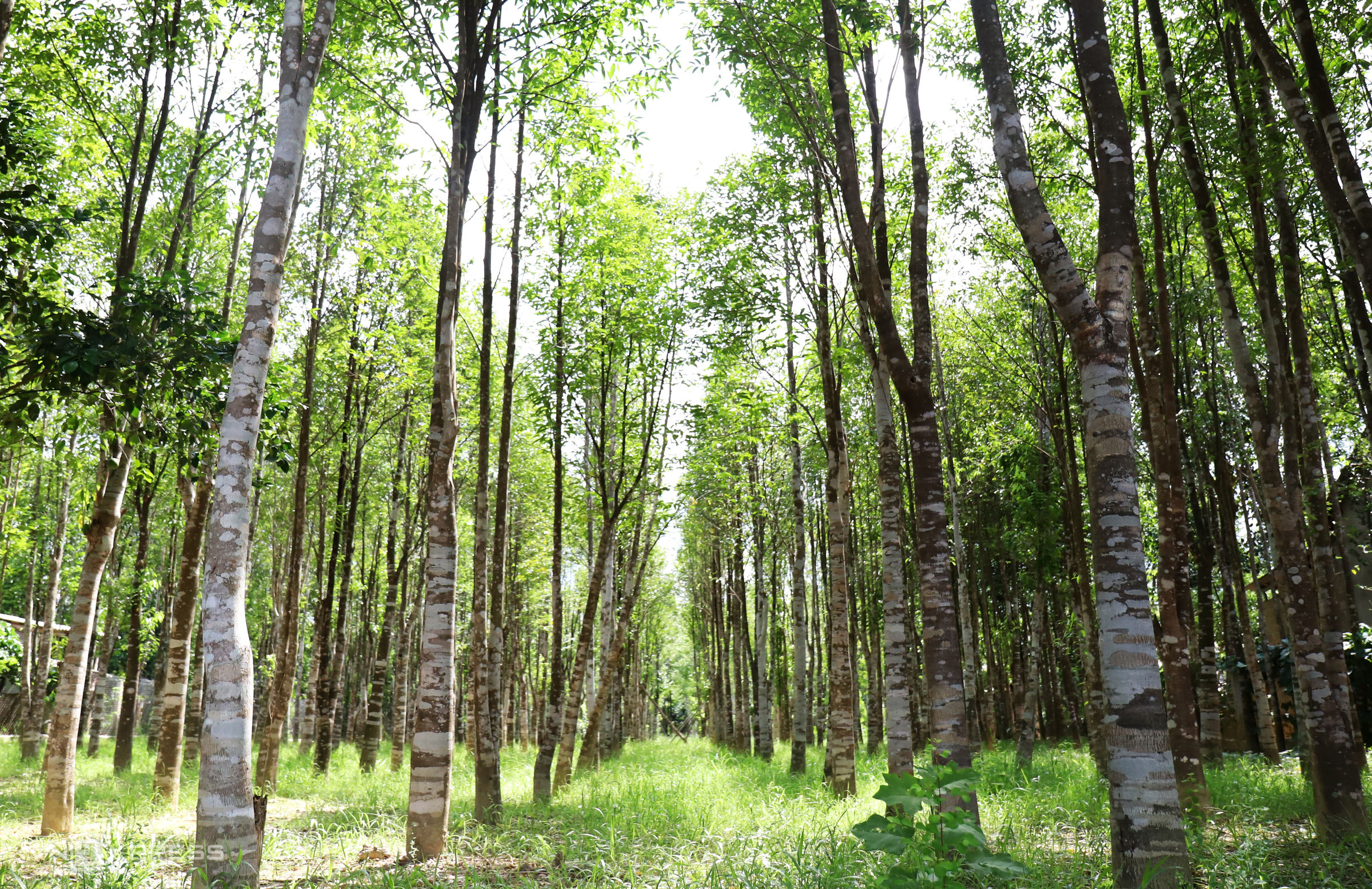 There Are Many Types Of Agarwood - Revealing The Secret Of Real And Fake Agarwood? 11 The Source Of Natural Agarwood Is Gradually Exhausted. Instead, Planted Agarwood Is Successfully Researched And Relatively Developed