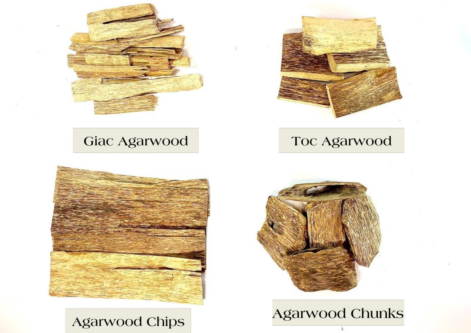 There Are Many Types Of Agarwood - Revealing The Secret Of Real And Fake Agarwood? 2 Planted Agarwood Species