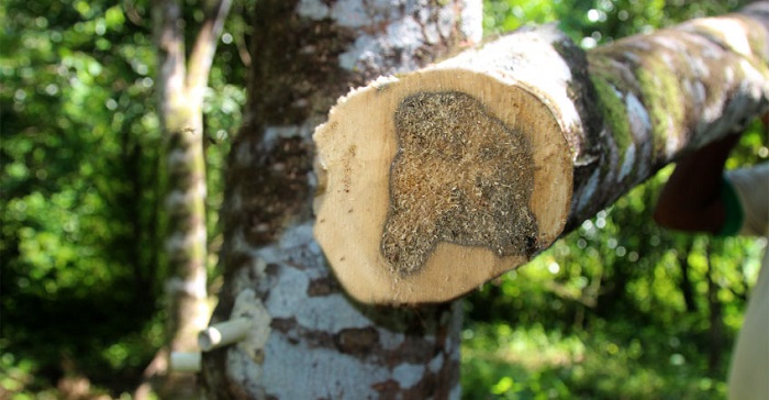 Agarwood is generated from wounds on the trunk caused by natural or human reasons