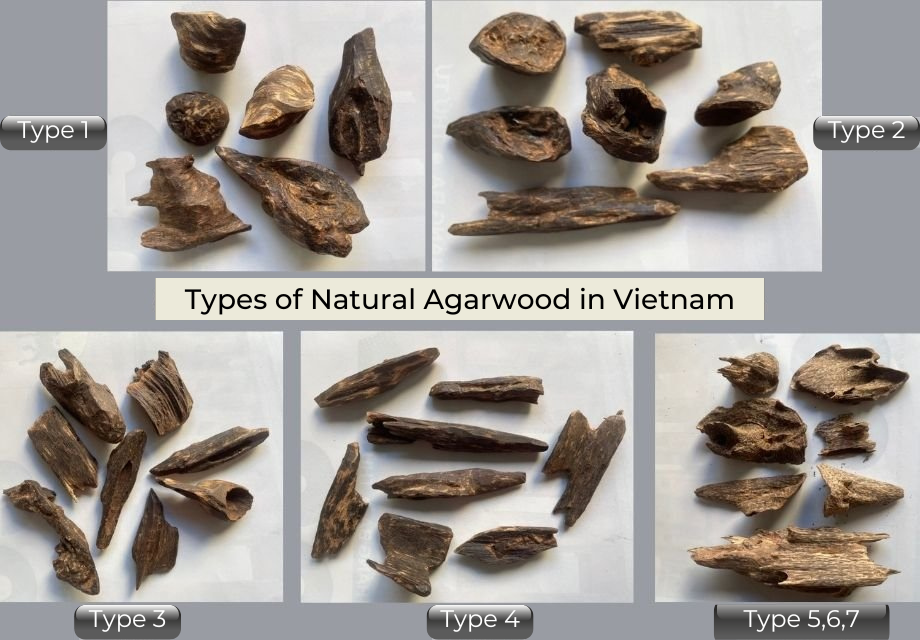Vietnam’s Natural Agarwood From Degree 1 To 7