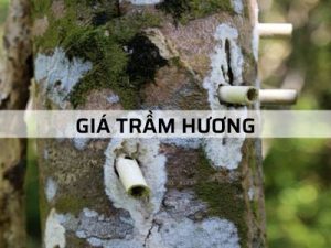 GIÁ TRẦM HƯƠNG NĂM 2023 – Bảng giá cập nhật mới nhất