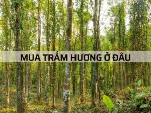 MUA TRẦM HƯƠNG Ở ĐÂU UY TÍN – Chia sẻ bí quyết mua hàng