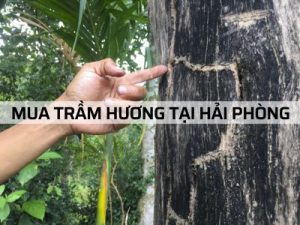 Trầm Hương tại Hải Phòng – địa chỉ uy tín