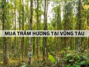 Địa chỉ bán Trầm Hương tại Vũng Tàu uy tín và chất lượng