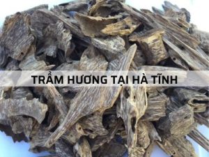 Trầm Hương tại Hà Tĩnh – một số lưu ý trước khi mua?