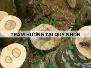 Một số địa chỉ bán Trầm Hương tại Quy Nhơn uy tín